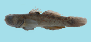 Mugilogobius myxodermus黏皮鯔鰕虎